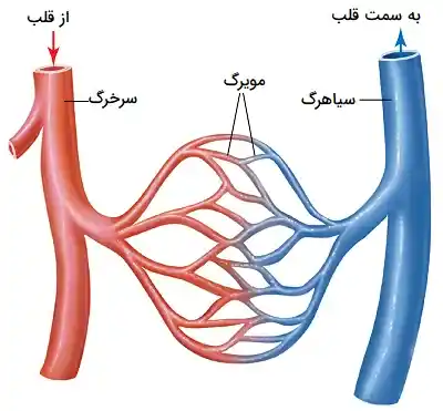 سرخرگ